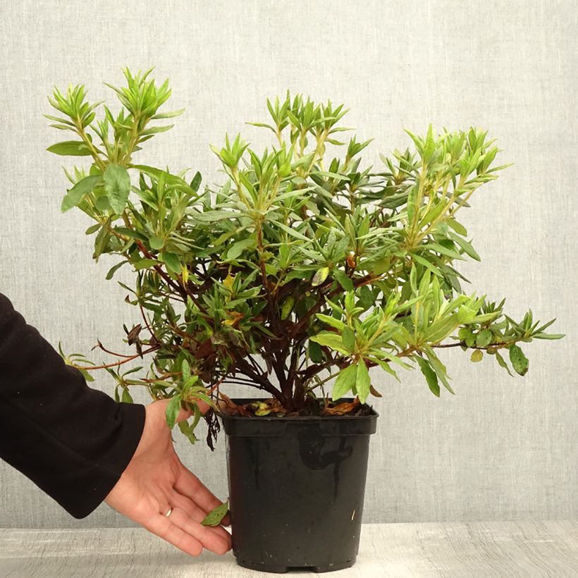 Esemplare di Azalea macrosepalum Koromo Shikibu Vaso da 2L/3L come consegnato in autunno
