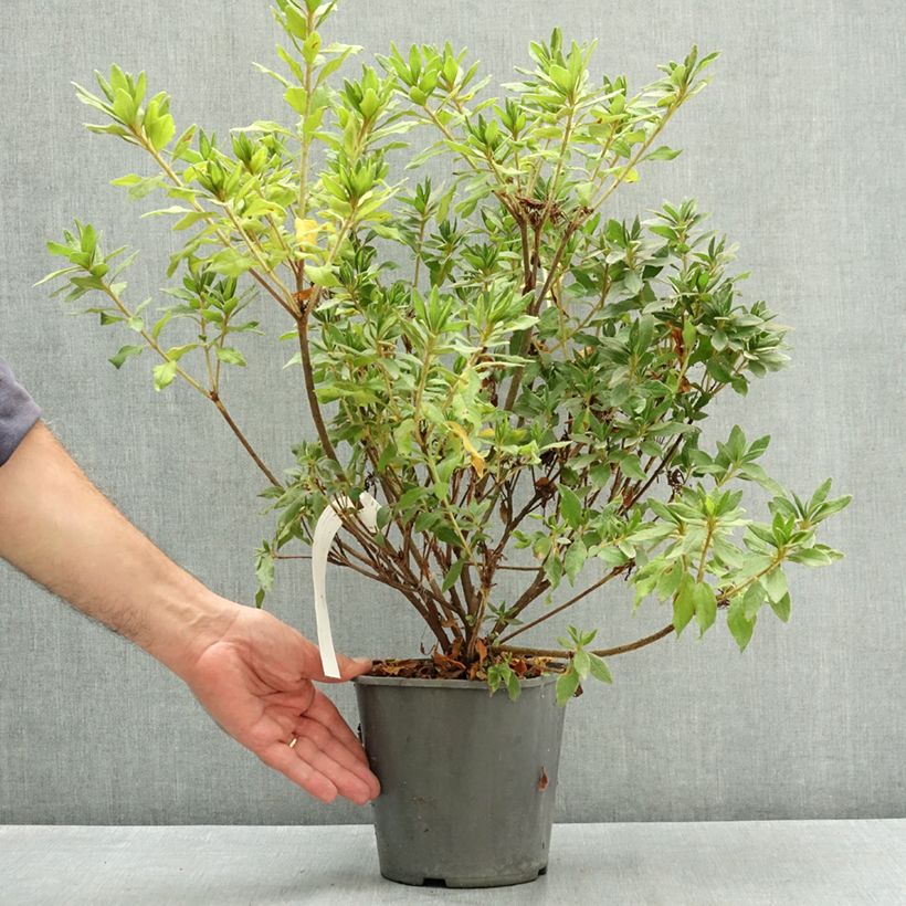 Esemplare di Azalea Koromo shikibu White Vaso da 3L/4L consegnato in estate