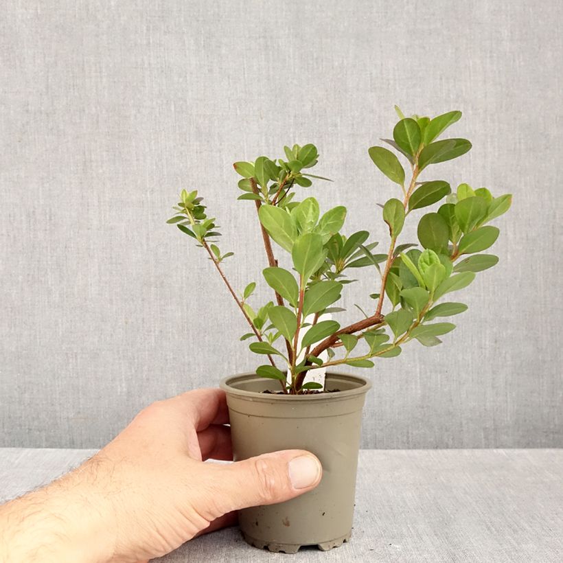 Esemplare di Azalea japonica Moederdag Vasetto da 8/9 cm come consegnato in autunno