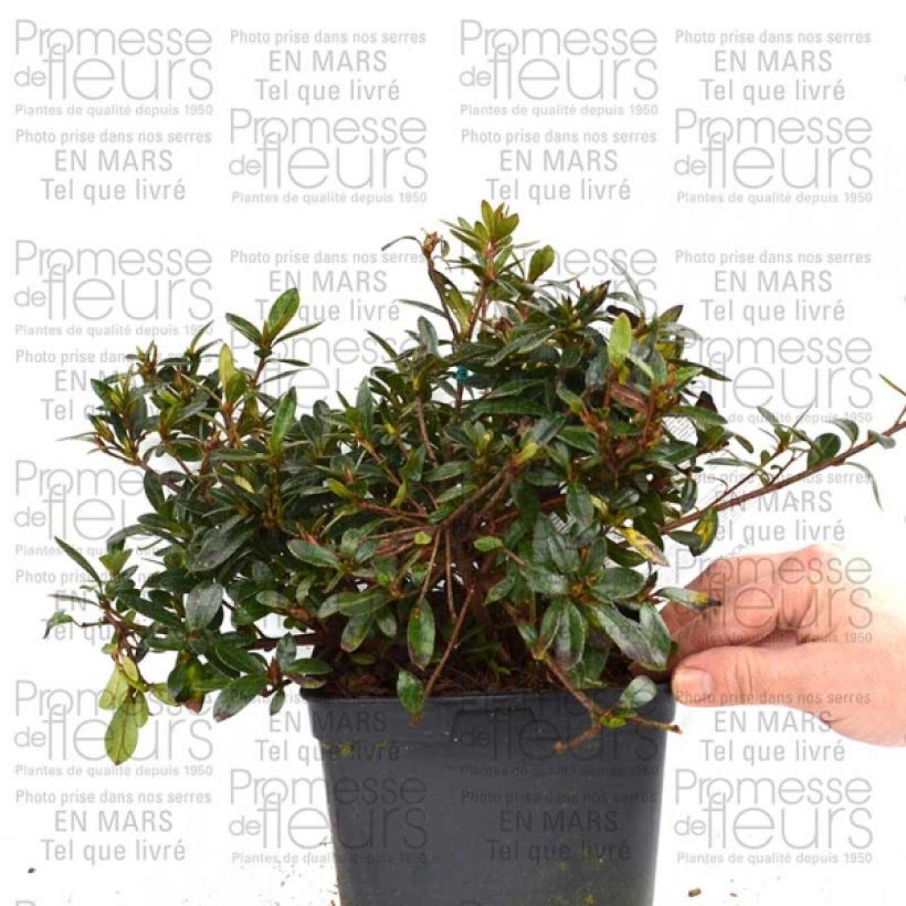 Esempio di esemplare Azalea Nakaharai Orange Vaso da 2L/3L come consegnato