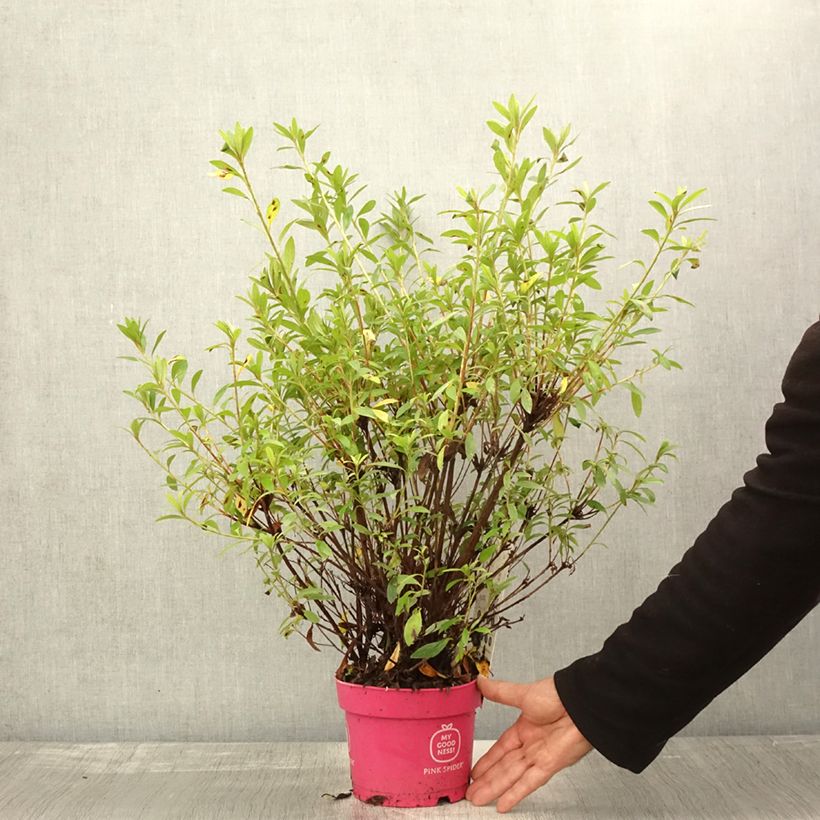 Esemplare di Azalea obtusum Pink Spider Vaso da 2L/3L come consegnato in autunno