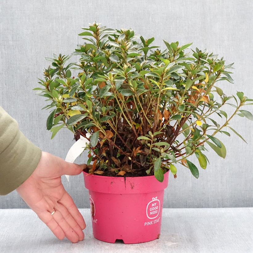 Azalea japonica Pink Star Vaso da 2L/3L esemplare consegnato in inverno