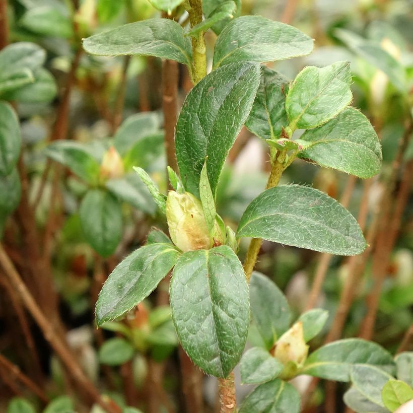 Azalea japonica Rêve de Lilas (Fogliame)