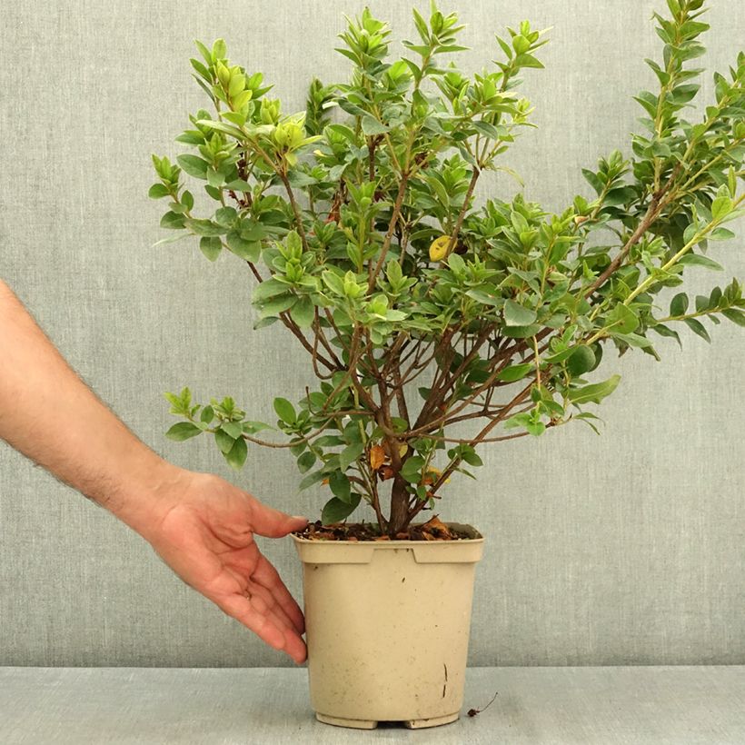 Esemplare di Azalea japonica Rêve de Lilas Vaso da 3L/4L consegnato in estate