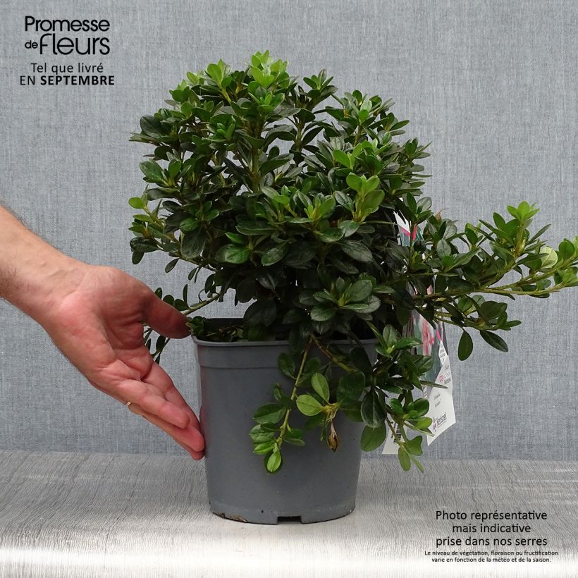 Esemplare di Azalea Sachsenstern Vaso da 3L/4L come consegnato in autunno
