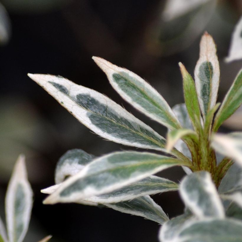 Azalea Silver Queen (Fogliame)