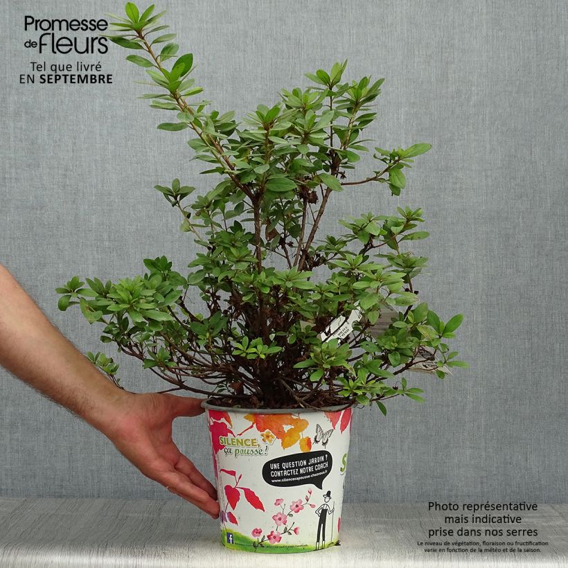 Esemplare di Azalea japonica Vuyk's Rosyred Vaso da 4L/5L come consegnato in autunno