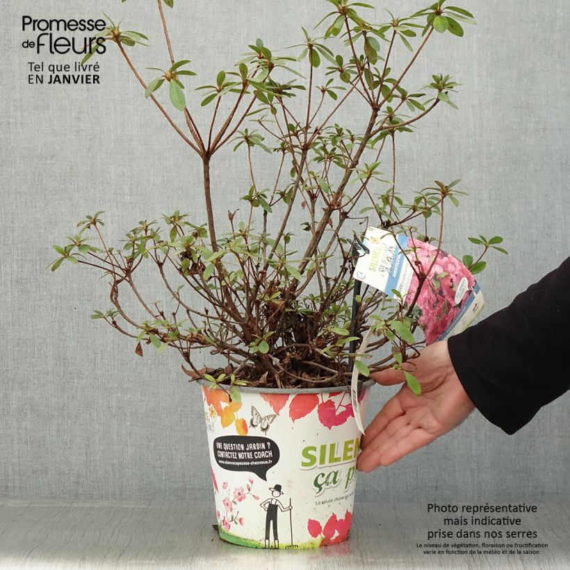 Azalea japonica Vuyk's Rosyred Vaso da 4L/5L esemplare consegnato in inverno