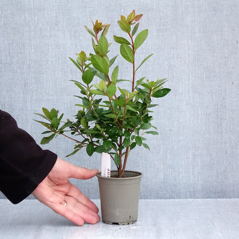 Esemplare di Azalea japonica Vuyk's Scarlet Vasetto da 8/9 cm come consegnato in autunno