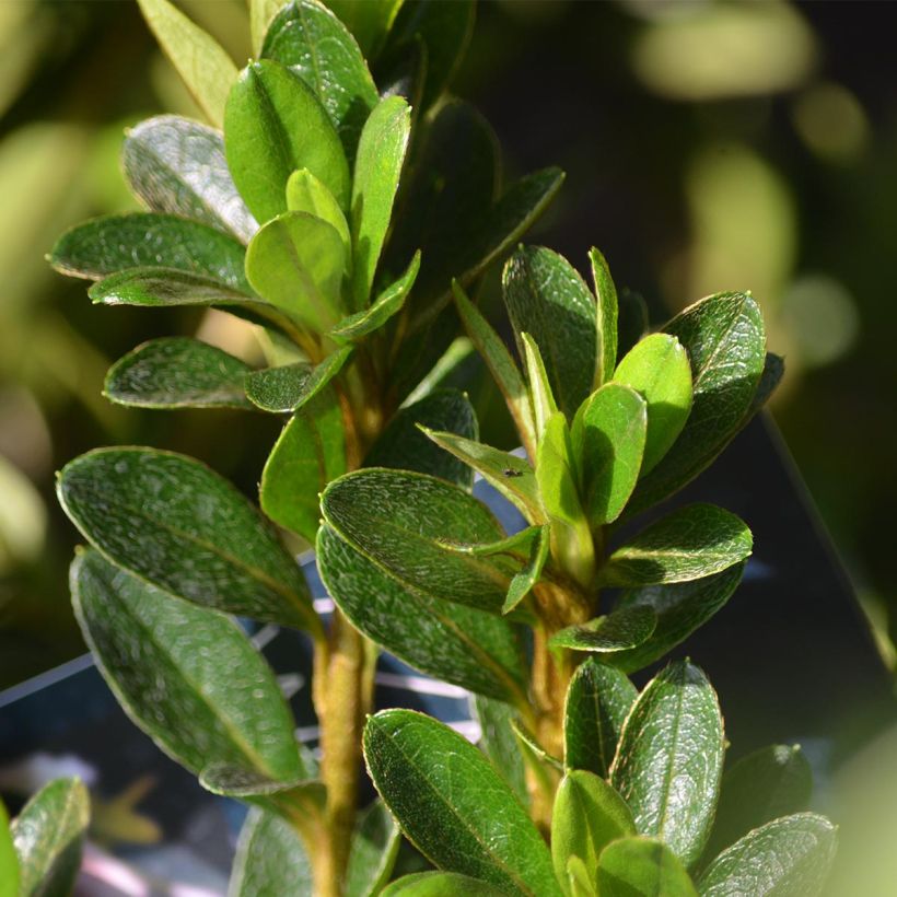 Azalea White Prince (Fogliame)
