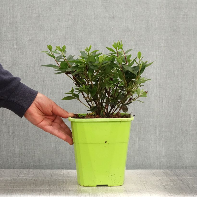 Azalea ENCORE Autumn Fire Vaso da 3L/4L esemplare consegnato in primavera