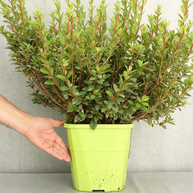 Esemplare di Azalea japonica ENCORE Empress Vaso da 7,5L/10L consegnato in estate