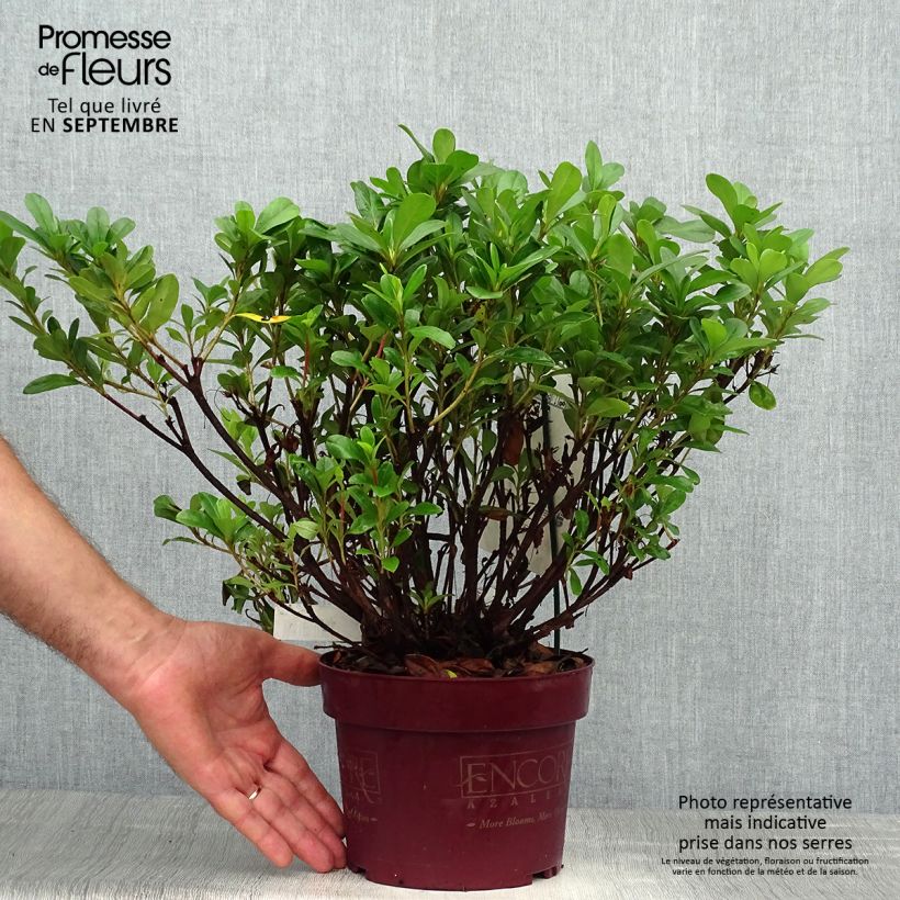 Esemplare di Azalea japonica ENCORE Sunburst Vaso da 3L/4L come consegnato in autunno