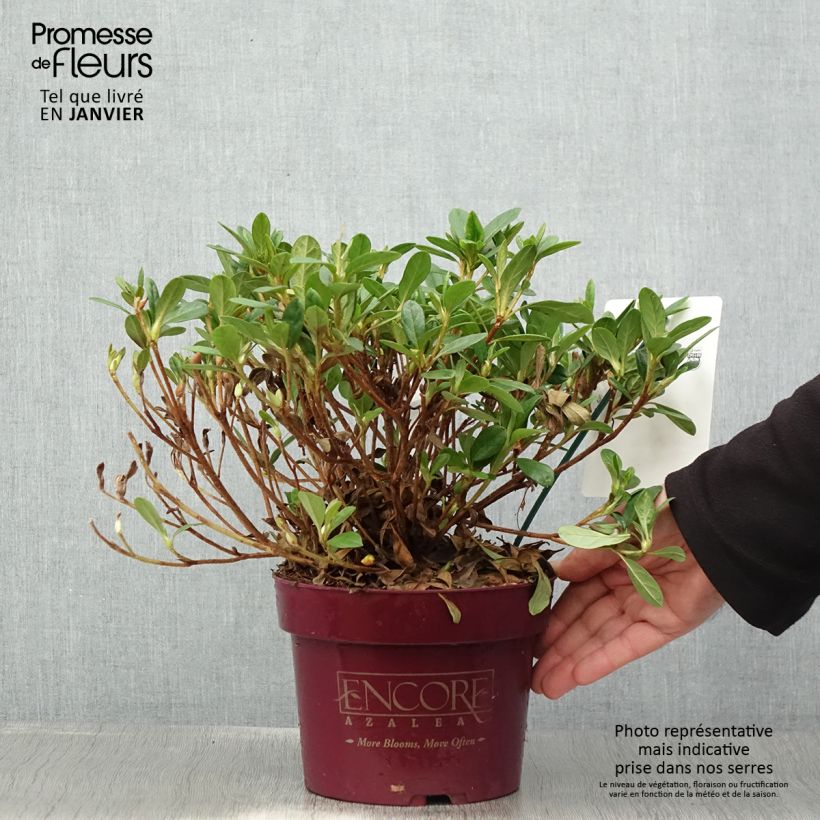 Azalea japonica ENCORE Sunburst Vaso da 3L/4L esemplare consegnato in inverno