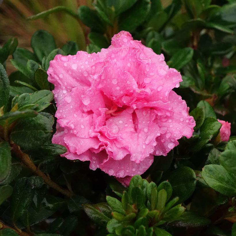 Azalea giapponese Repetita Pink (Fioritura)