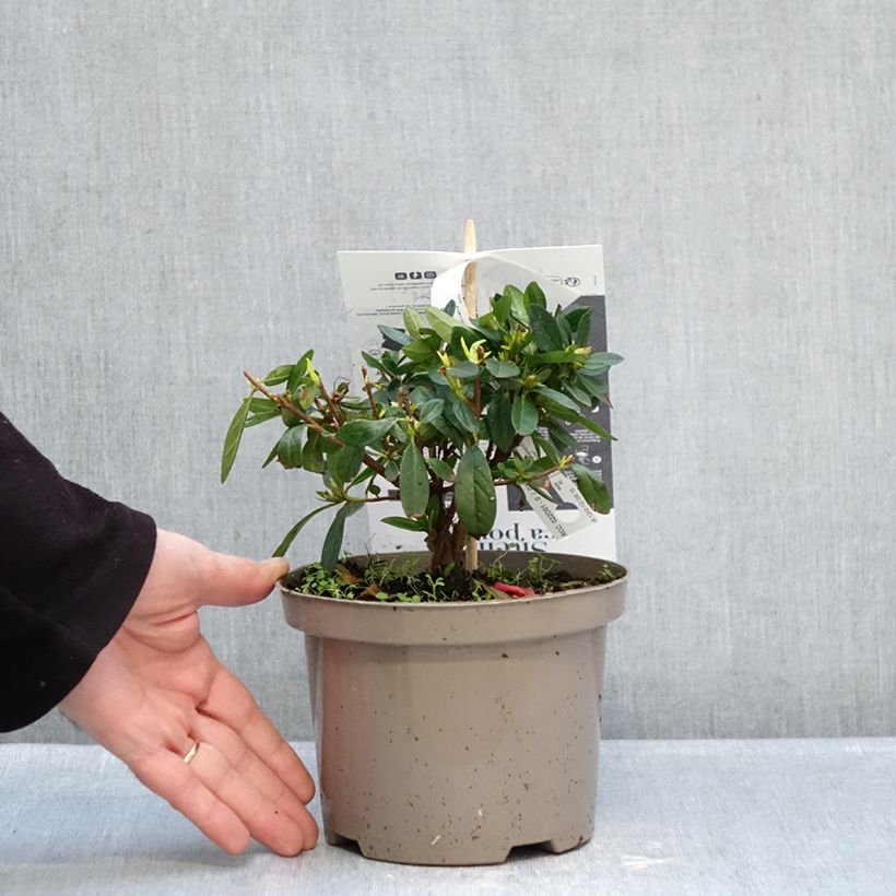 Azalea giapponese REPETITA Red Vaso da 2L/3L esemplare consegnato in inverno