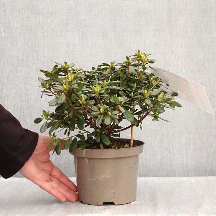 Azalea giapponese REPETITA White Vaso da 2L/3L esemplare consegnato in inverno