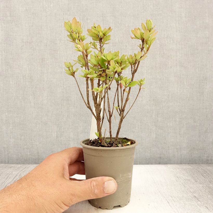 Esemplare di Azalea japonica Arabesk Vasetto da 8/9 cm consegnato in estate