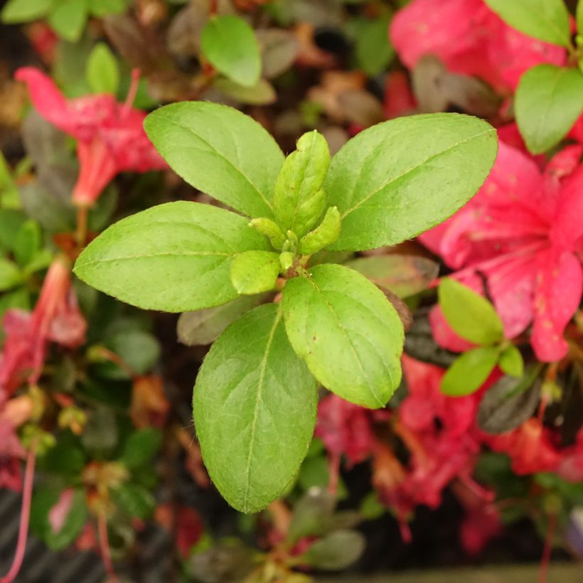 Azalea japonica Manuska (Fogliame)