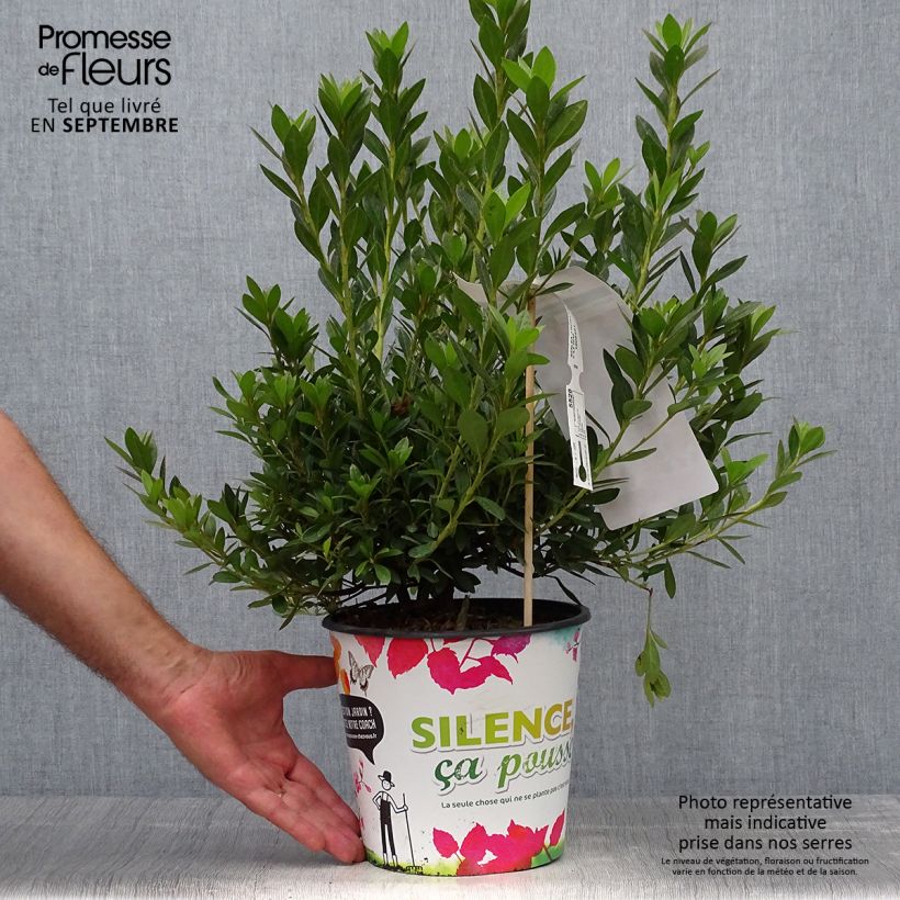 Esemplare di Azalea japonica Rosa King Vaso da 4L/5L come consegnato in autunno