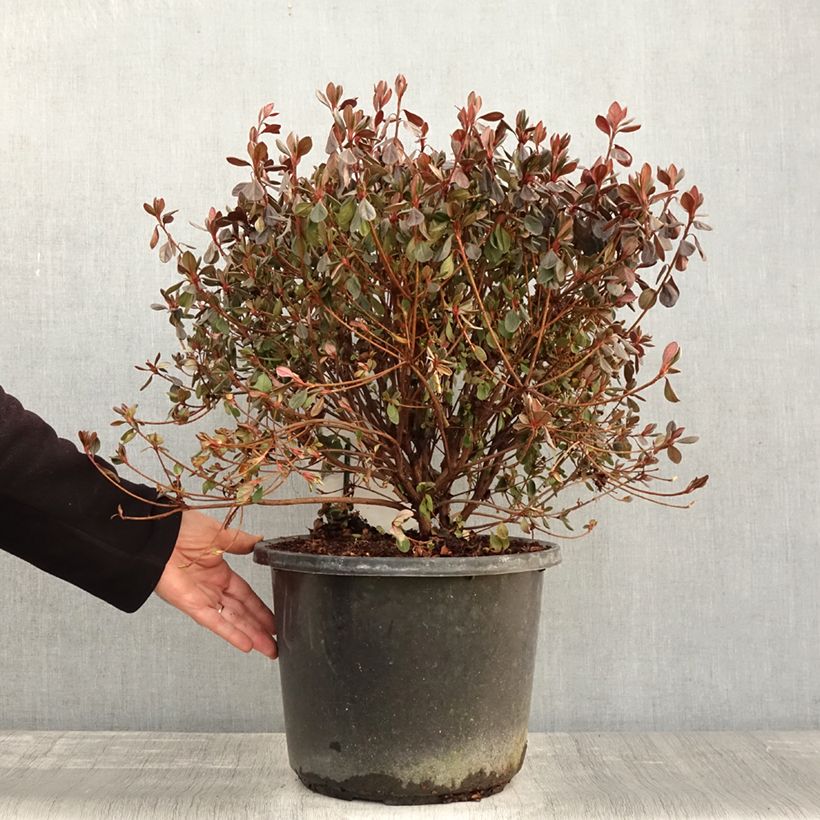 Esemplare di Azalea japonica Stewartstonian Vaso da 12L/15L come consegnato in autunno