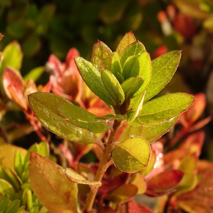 Azalea japonica Vuyk's Scarlet (Fogliame)