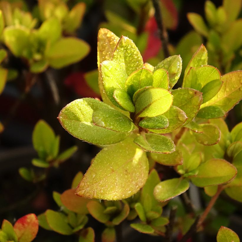 Azalea Blaauw's pink (Fogliame)