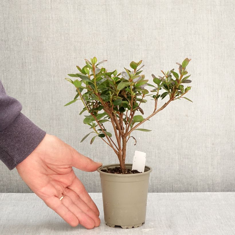 Esemplare di Azalea Blaauw's pink Vasetto da 8/9 cm come consegnato in autunno