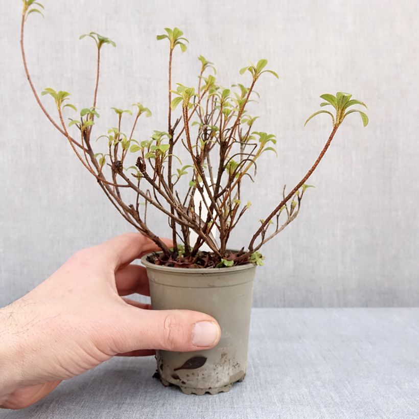 Azalea Blaauw's pink Vasetto da 8/9 cm esemplare consegnato in inverno