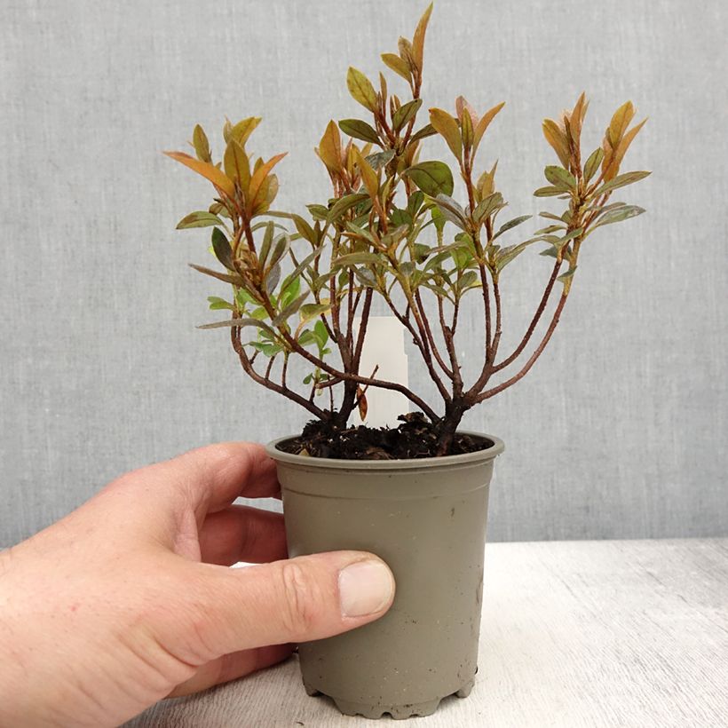 Azalea Blaauw's pink Vasetto da 8/9 cm esemplare consegnato in primavera