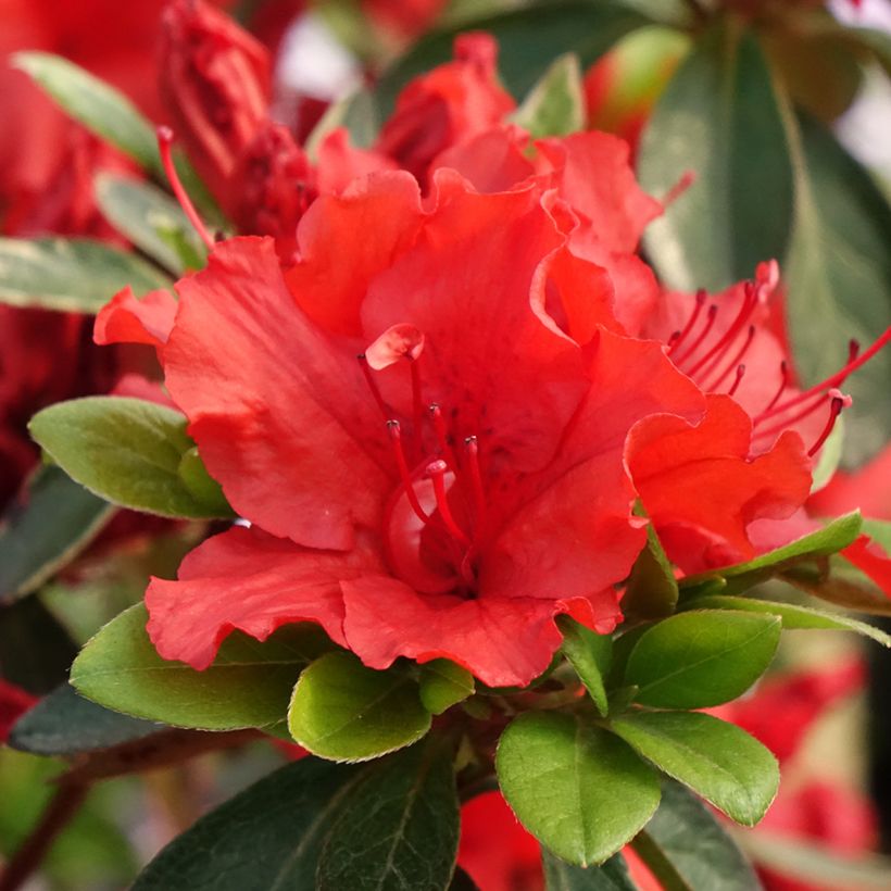 Azalea japonica Girard's Hot Shot (Fioritura)