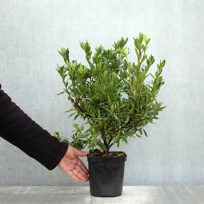 Esemplare di Azalea japonica Melle Vaso da 2L/3L come consegnato in autunno