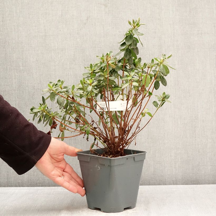 Azalea japonica Orange Beauty Vaso da 2L/3L esemplare consegnato in primavera