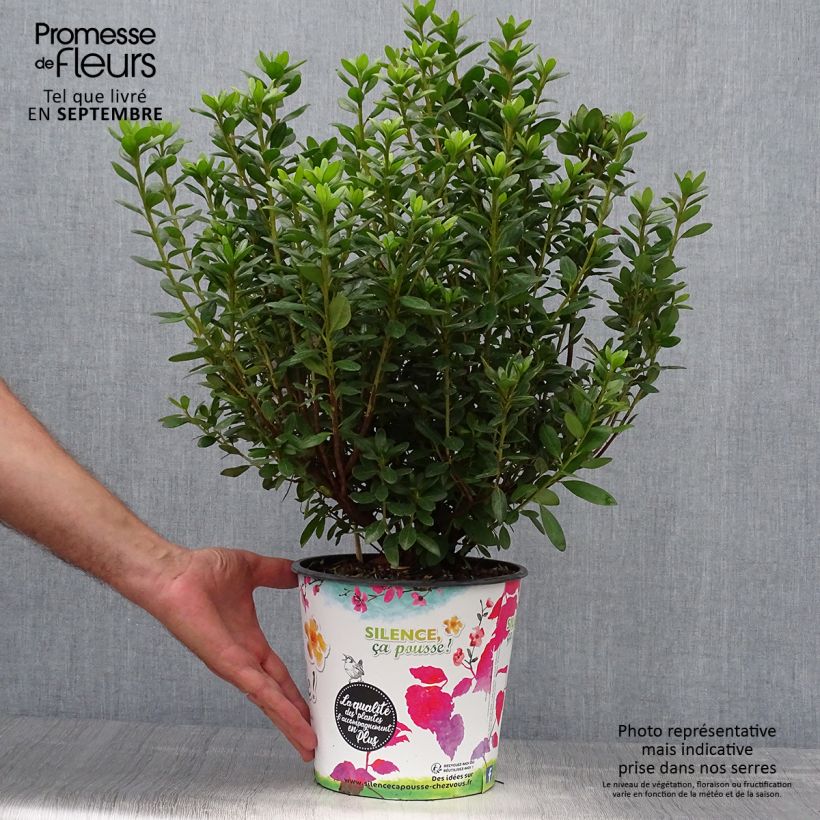 Esemplare di Azalea japonica Orange Beauty Vaso da 2L/3L come consegnato in autunno