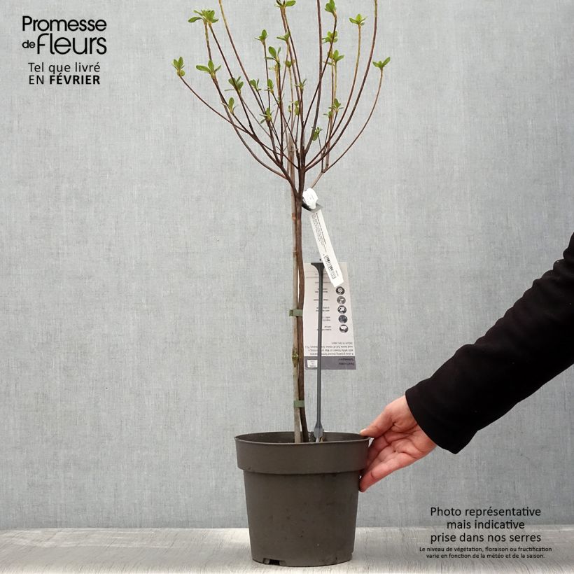 Azalea obtusum Schneeglanz Vaso da 4L/5L esemplare consegnato in inverno