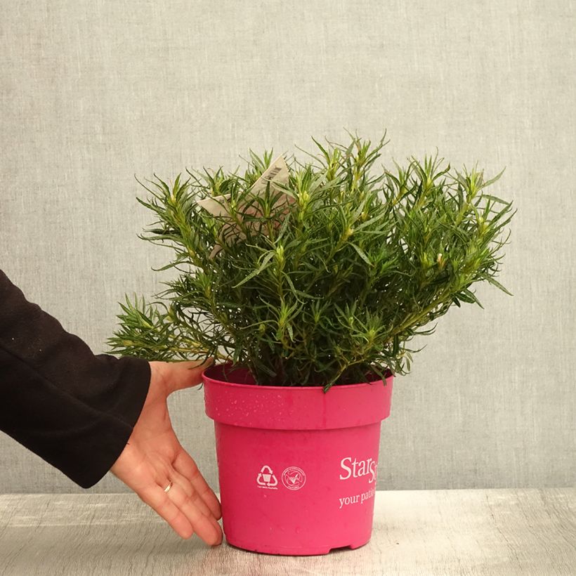 Esemplare di Azalea japonica Star Style Pink Vaso da 3L/4L come consegnato in autunno