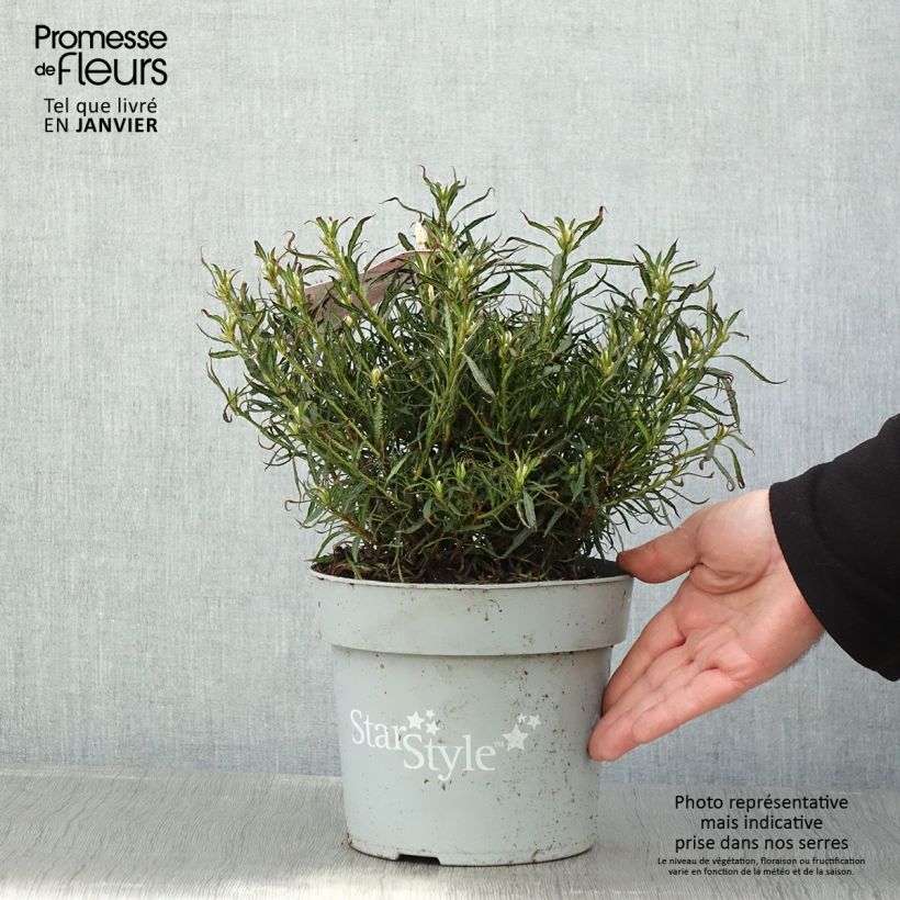 Azalea japonica Star Style Pink Vaso da 3L/4L esemplare consegnato in inverno