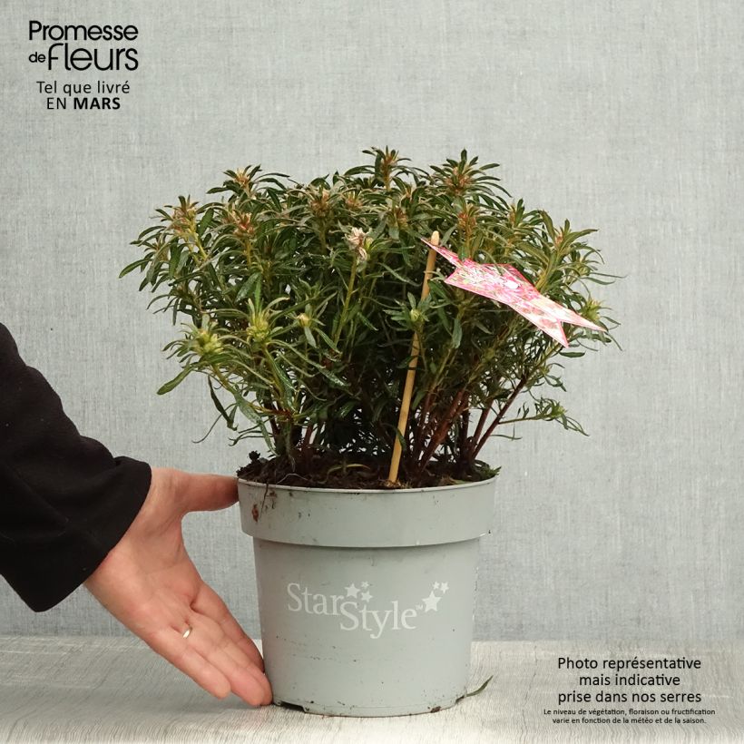 Azalea japonica Star Style Pink Vaso da 3L/4L esemplare consegnato in primavera
