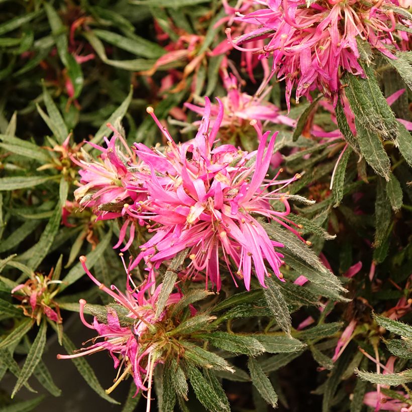 Azalea japonica Star Style Pink (Fioritura)