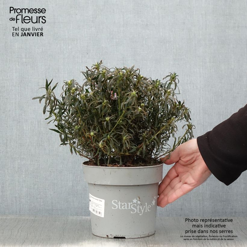 Azalea japonica Star Style Violet Vaso da 3L/4L esemplare consegnato in inverno