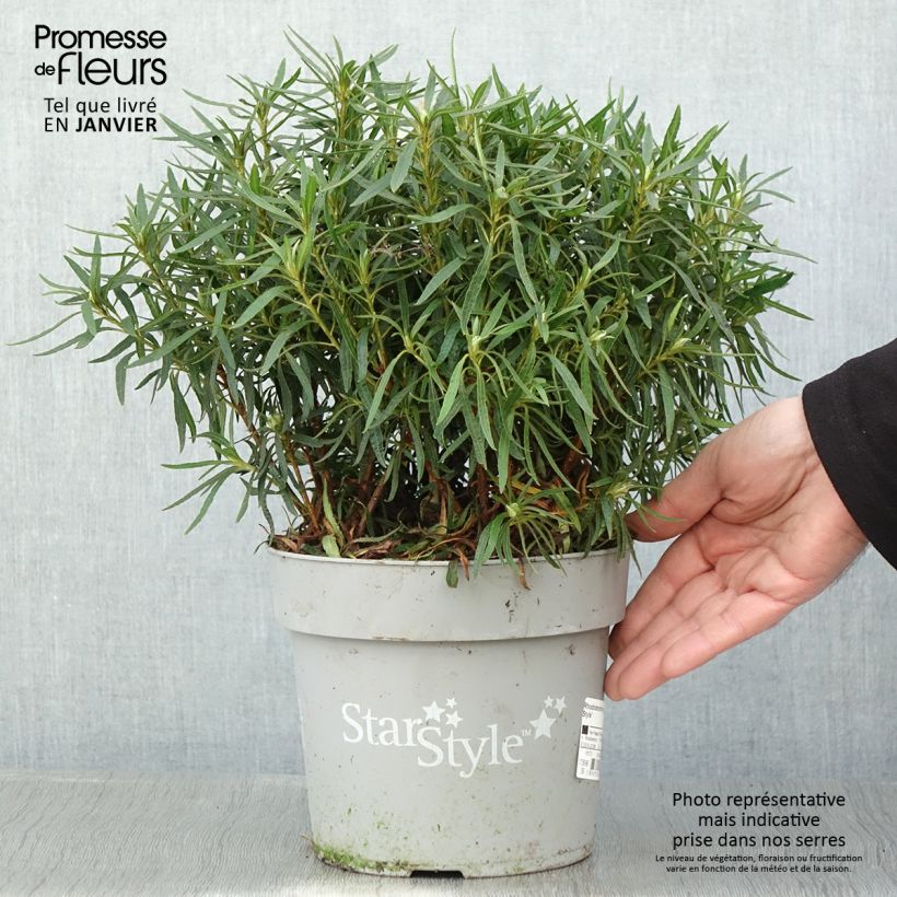 Azalea japonica Star Style White Vaso da 3L/4L esemplare consegnato in inverno