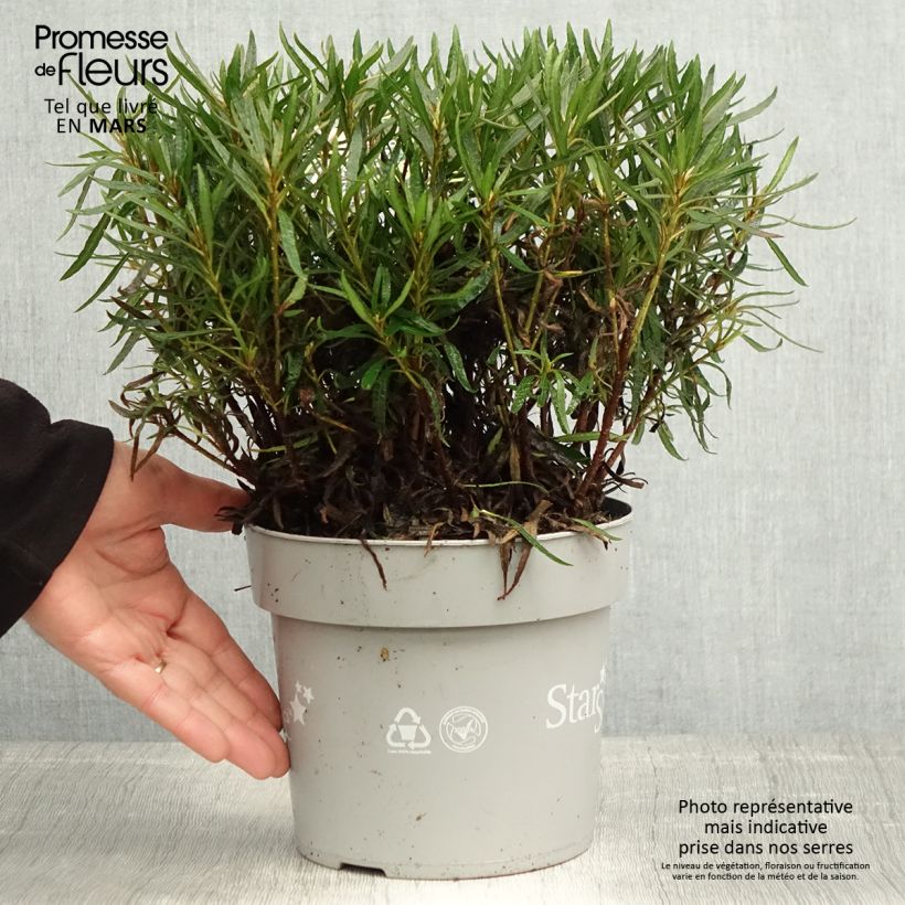 Azalea japonica Star Style White Vaso da 3L/4L esemplare consegnato in primavera