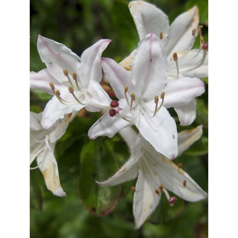Azalea mollis Viscosa (Fioritura)