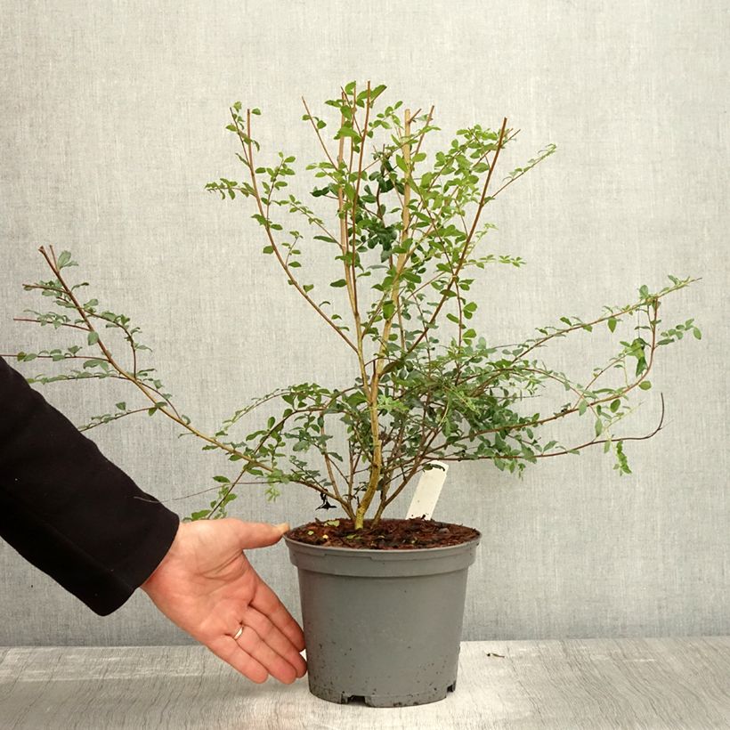 Esemplare di Azara microphylla Vaso da 2L/3L come consegnato in autunno