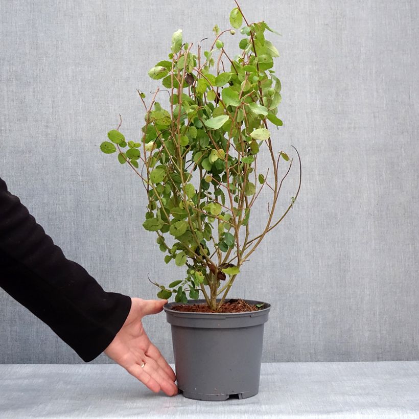 Azara serrata Vaso da 2L/3L esemplare consegnato in inverno