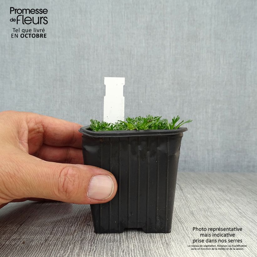 Esemplare di Azorella trifurcata Nana Vasetto da 8/9 cm come consegnato in autunno