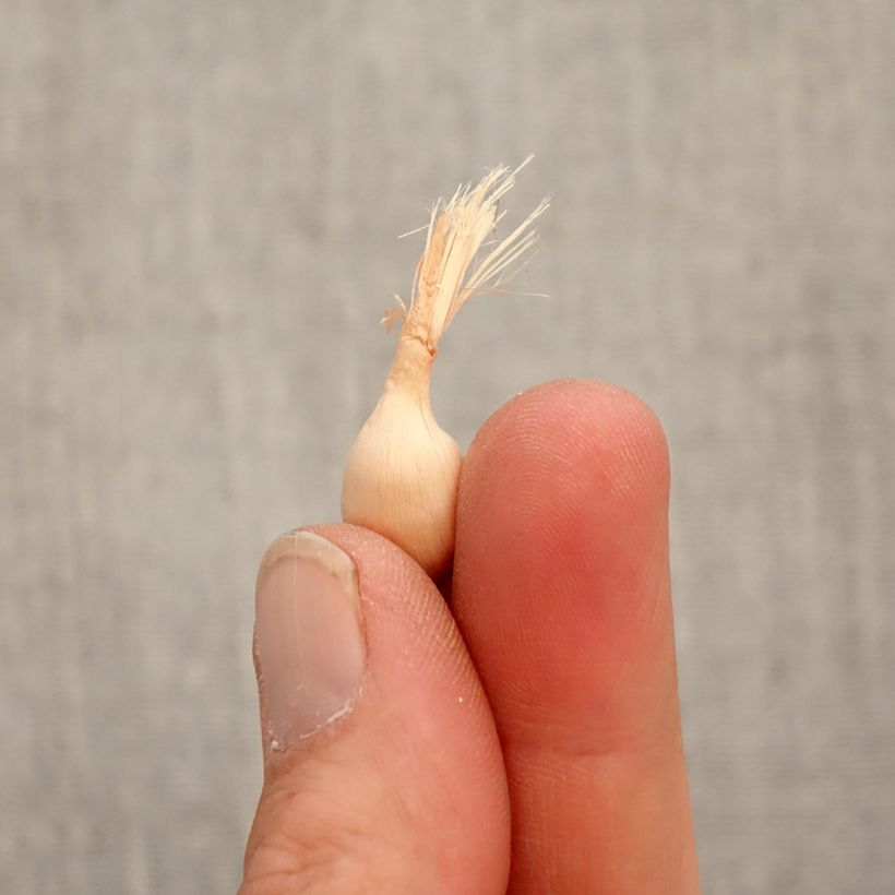 Babiana stricta Zwanenburg Glory Bulbo taglia 4+ esemplare consegnato in primavera