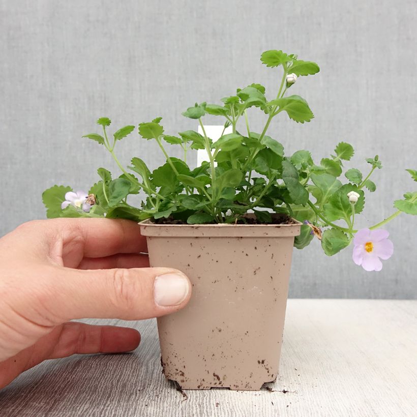 Bacopa Scopia Gulliver Blue Sensation Vasetto da 8/9 cm esemplare consegnato in primavera