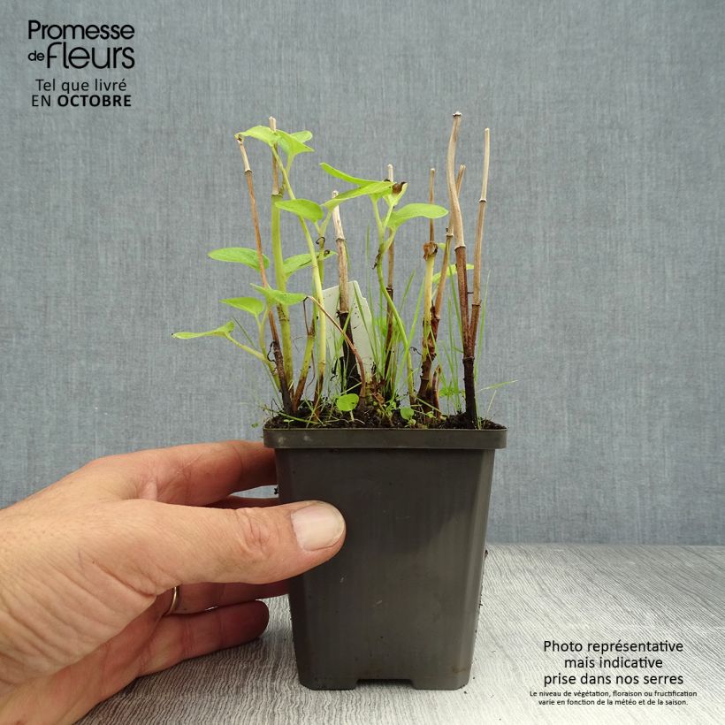 Esemplare di Baldellia ranunculoides - Mestolaccia ranuncoloide Vasetto da 8/9 cm come consegnato in autunno