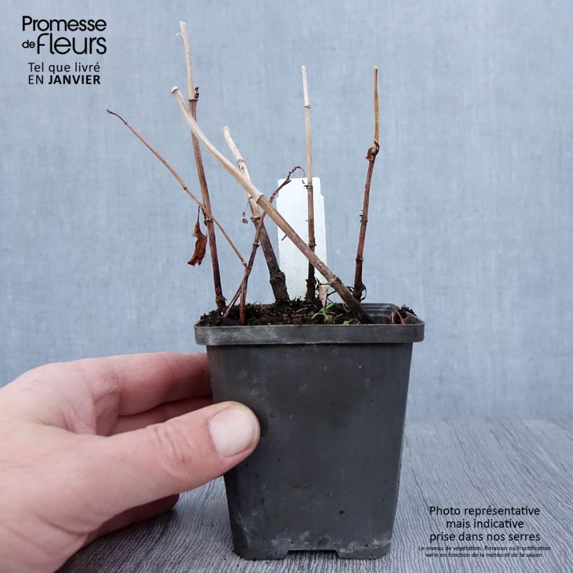 Baldellia ranunculoides - Mestolaccia ranuncoloide Vasetto da 8/9 cm esemplare consegnato in inverno